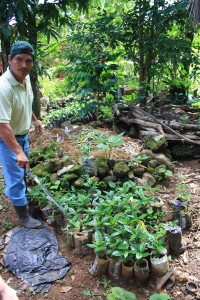 Ein campesino zeigt die Setzling in der Baumschule des Projektes.