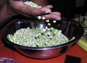 Bohnen gibt es in Panama in vielen Varianten, beliebt sind z. B. grüne "Guandú" Bohnen